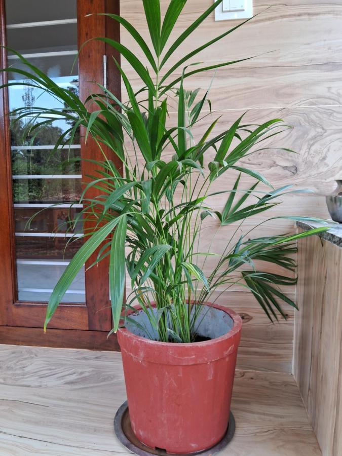 Coorg Teakwood Treasure Homestay Madikeri Exterior foto